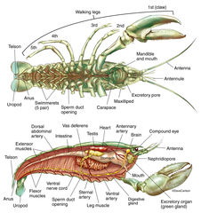 Crayfish Anatomy