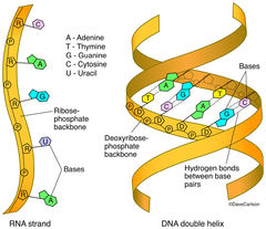 DNA & RNA Structure