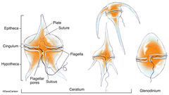 Dinoflagellates