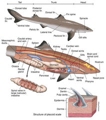 Shark Anatomy - Dogfish