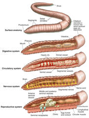 Earthworm Anatomy