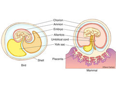 Embryo Membranes