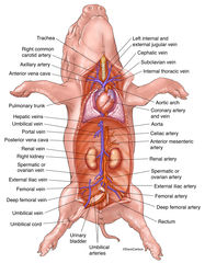 Fetal Pig - Cardiovascular System Overview