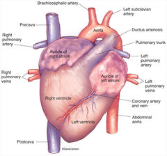 Fetal Pig - Heart