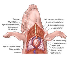 Fetal Pig -  Heart & Cervical Arteries