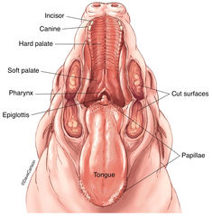Fetal Pig Anatomy - Oral Cavity