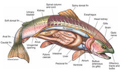 Bony Fish Anatomy - Rainbow Trout 2