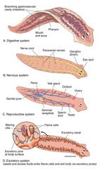 Flatworm - Planarian Anatomy