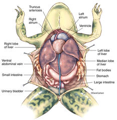 Frog Anatomy Overview 1