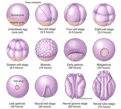 Frog - Early Embryonic Development
