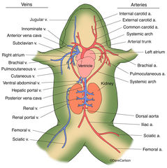 Frog - Generalized Circulatory System