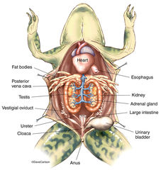 Frog - Male Urogenital Organs