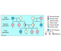 Genetics - Albinism