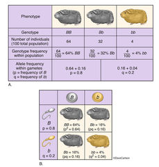 Genetics - Hardy-Weinberg Principle