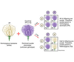 Genetics - Gregor Mendel's Test Cross