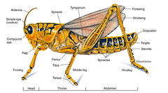 Grasshopper - External Structure