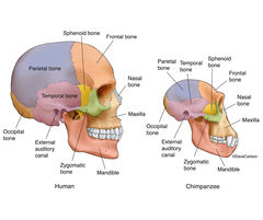 Human and Chimpanzee Skulls