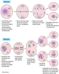 Mitosis & Meiosis