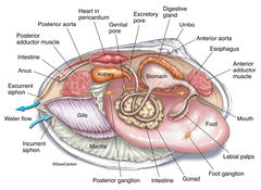Mollusk Anatomy