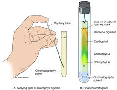 Paper Chromatography