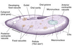 Paramecium Anatomy