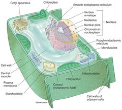 Plant Cell Structure