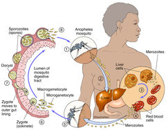 Plasmodium Parasite & Malaria Life Cycle