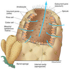 Barrel Sponge - Phylum Porifera