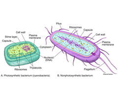 Prokaryote - Generalized Structure