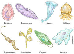 Protozoa Diversity