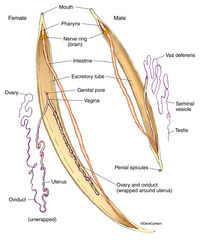 Roundworm Anatomy
