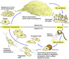 Slime Mold Life Cycle