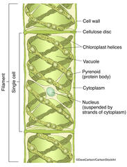 Spirogyra - Green Alga 