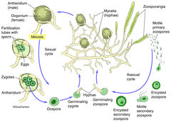 Water Mold - Oomycetes