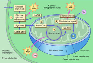 Aerobic Respiration