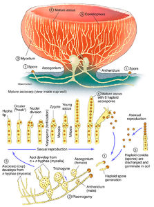 Ascomycete - Cup Fungus