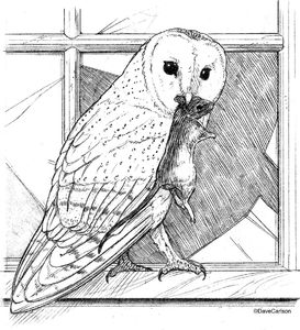 Barn Owl Illustration