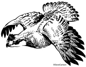 Bobwhite Quail Illustration