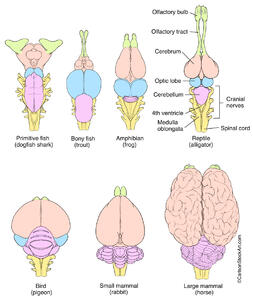 Vertebrate Brain Evolution