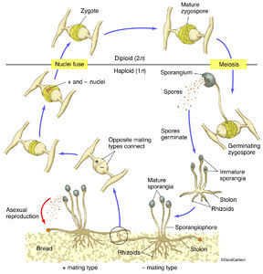 Bread Mold Fungus