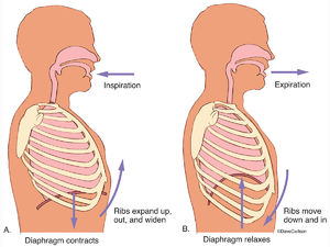 Illustration of the mechanics of breathing, showing the relationship of the lungs, diaphragm and ribcage.