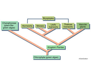 Bryophtye Phylogeny