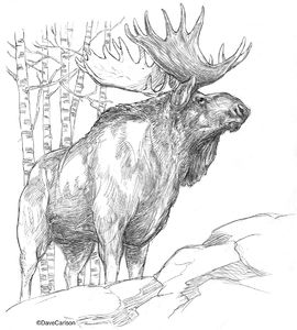 Bull Moose Illustration