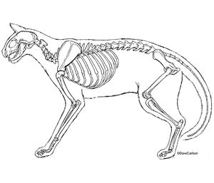 Cat Skeleton - line art