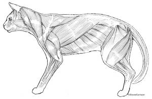 Cat Superficial Muscles (lateral view)