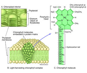 Chlorophyll Molecular Structure
