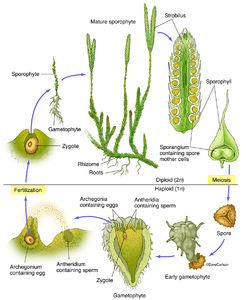 Clubmoss (Lycopodium) Structure & Life Cycle