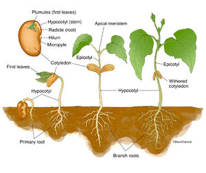 Dicot Germination - Bean Seedling