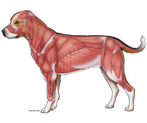 Veterinary Anatomy