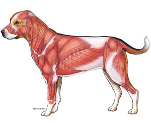Dog -  Superficial Muscles